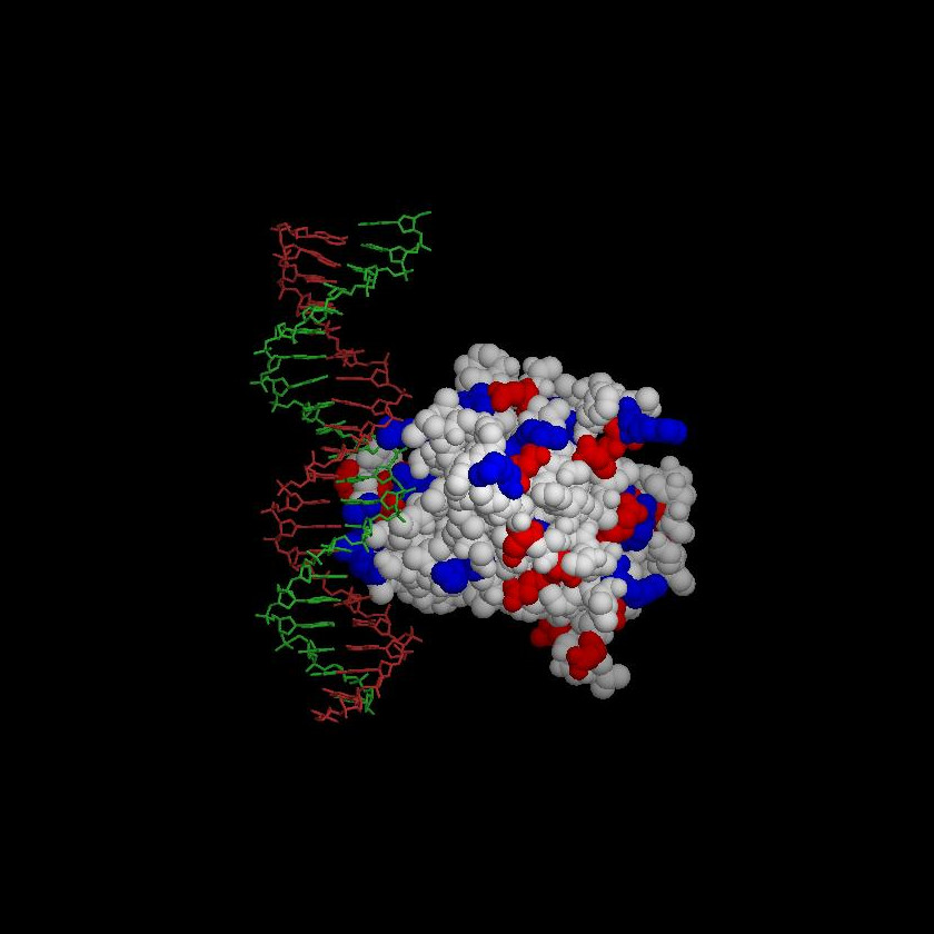 p53/DNA