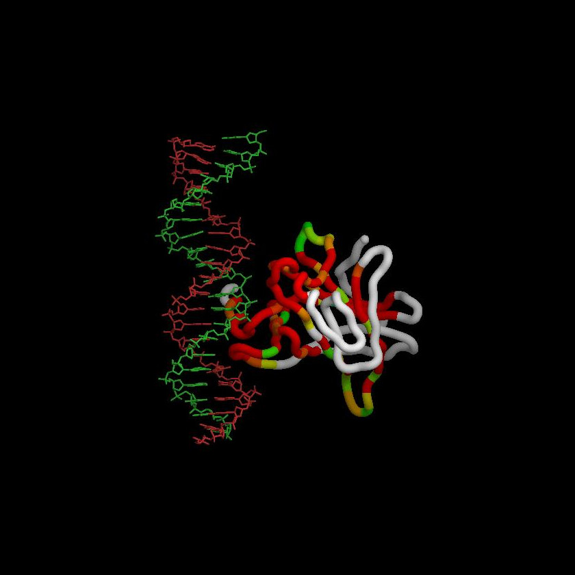 p53/DNA