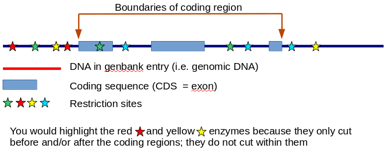 RE Diagram